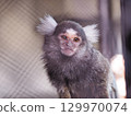 Marmoset 129970074