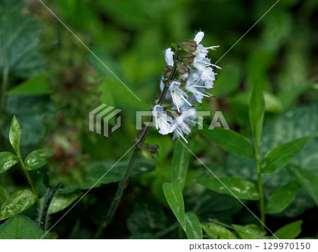 東海地區特有的唇形科島地田村開花 東海地區特有的唇形科島地田村開花 129970150