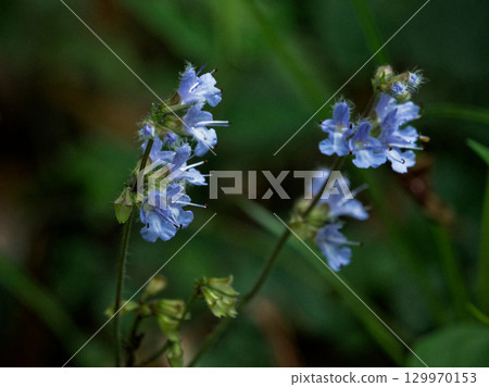 日本特有多年生植物唇形科 Shimajitamuraso 開花 日本特有多年生植物唇形科 Shimajitamuraso 開花 129970153