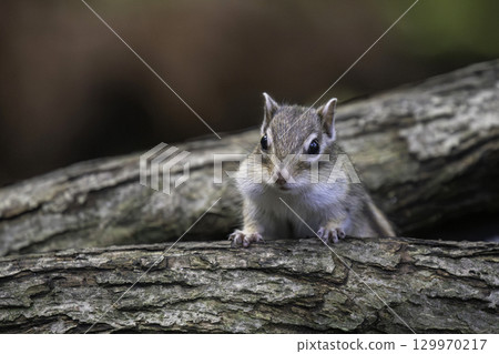一隻北海道花栗鼠在樹幹上休息 一隻北海道花栗鼠在樹幹上休息 129970217
