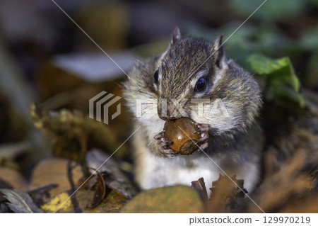 吃橡子的花栗鼠 129970219