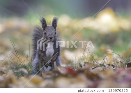 Ezoris 依偎在森林裡 129970225