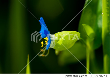 露草 露草 129970241