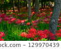松戶市總光院的石蒜花 129970439