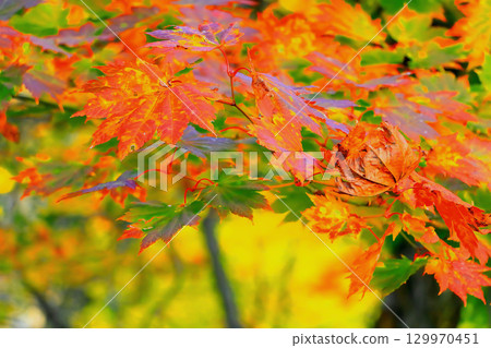 燃燒的紅色秋葉 燃燒的紅色秋葉 129970451