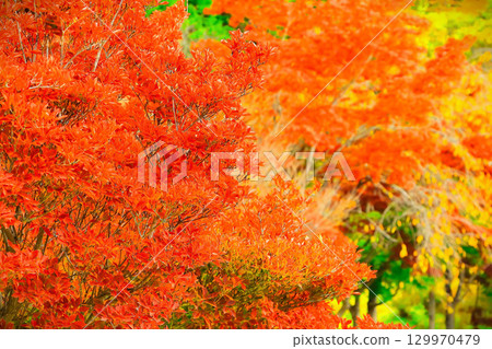 吊鐘花鮮紅的葉子 129970479