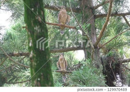 Yorotaka's young bird Yorotaka's young bird 129970489