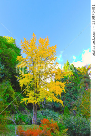 Refreshing blue sky and yellow ginkgo leaves Refreshing blue sky and yellow ginkgo leaves 129970491