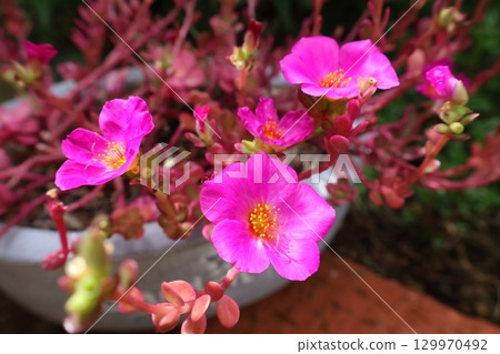 Portulaca Magical Cutie pink flower 129970492
