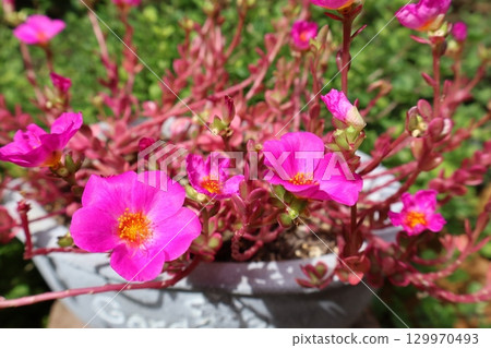 Portulaca Magical Cutie pink flower Portulaca Magical Cutie pink flower 129970493