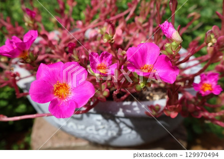 Portulaca Magical Cutie pink flower Portulaca Magical Cutie pink flower 129970494