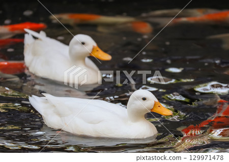 The white Duck is stay in nature garden The white Duck is stay in nature garden 129971478