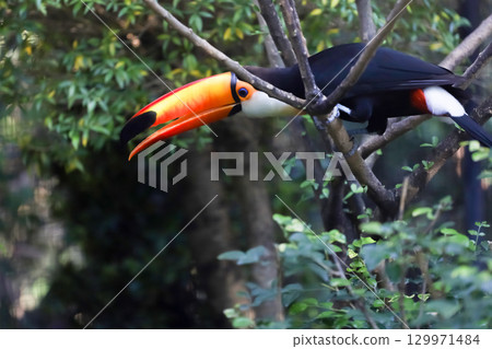 The toco toucan bird on the wood tree 129971484