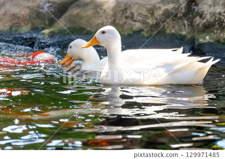 The white Duck is stay in nature garden 129971485