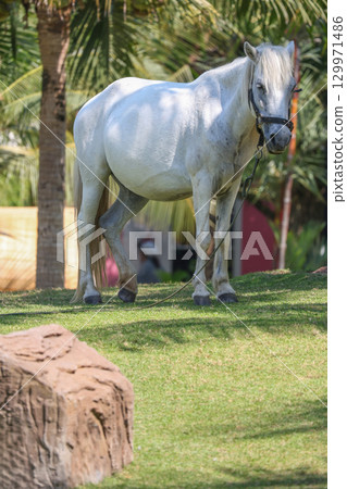 Close up white horse in the garden Close up white horse in the garden 129971486