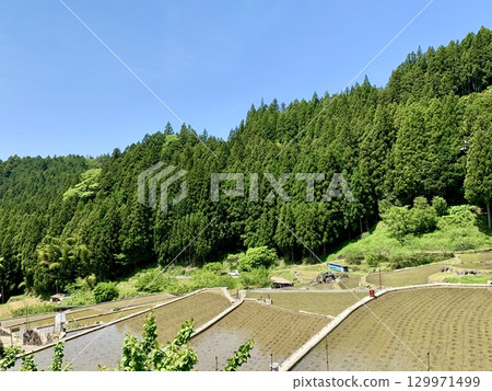 五月的藍天白雲下，新綠點綴其間，眺望剛插秧的梯田（愛知縣新城市四谷千枚田） 129971499
