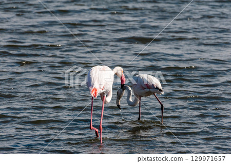 Flamingos near Walvis Bay 129971657