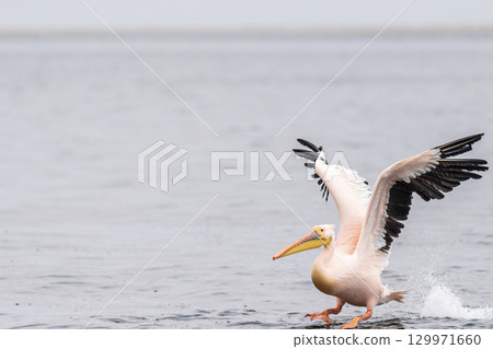 Pelican in Walvis Bay Pelican in Walvis Bay 129971660