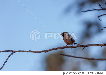 sociable weaver bird sociable weaver bird 129971661