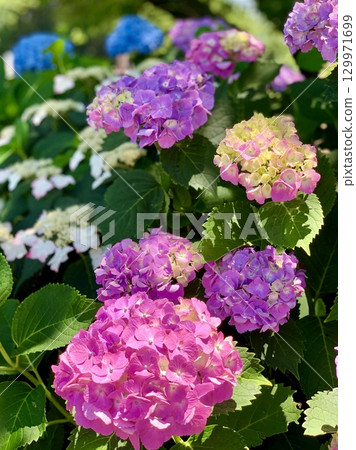 初夏陽光下色彩繽紛的繡球花熠熠生輝（三金山頂/愛知縣西尾市） 129971699