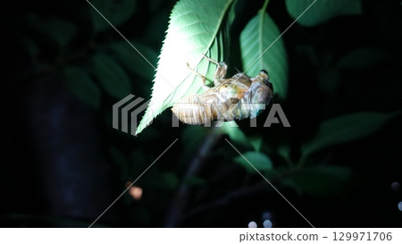 Cicadas emerging 129971706