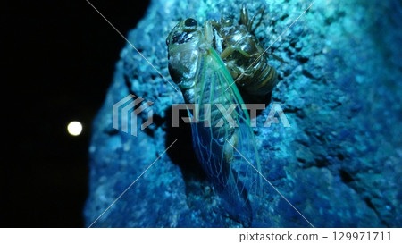 Cicadas emerging Cicadas emerging 129971711