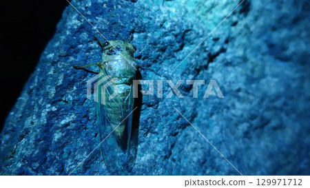 Cicadas emerging Cicadas emerging 129971712