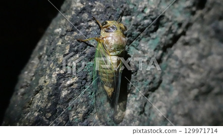 蟬羽化 蟬羽化 129971714