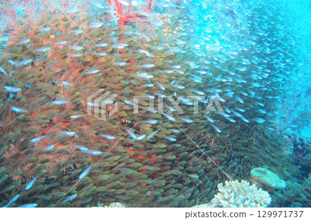 Underwater photo of sea cucumber, blue sea and goldenrod Underwater photo of sea cucumber, blue sea and goldenrod 129971737