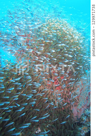 Underwater photo of sea cucumber, blue sea and goldenrod Underwater photo of sea cucumber, blue sea and goldenrod 129971738
