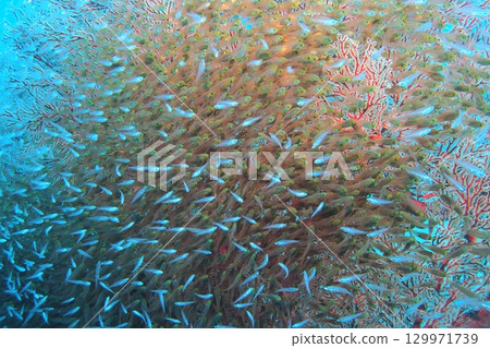 Underwater photo of sea cucumber, blue sea and goldenrod Underwater photo of sea cucumber, blue sea and goldenrod 129971739
