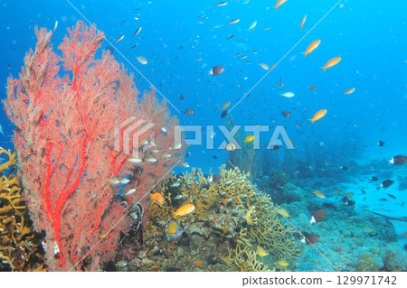 鯛魚、藍色大海和熱帶魚的水下照片 129971742