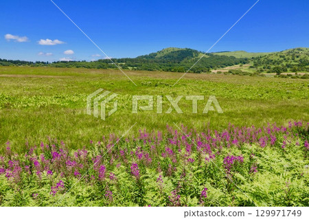 Yashima Mogara 129971749