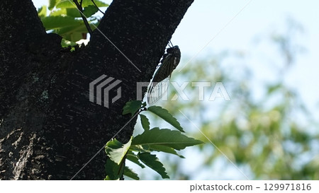 Cicadas 129971816