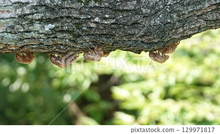 半觸摸 半觸摸 129971817