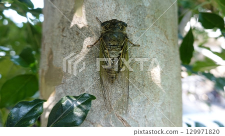 Semi that sticks to trees Semi that sticks to trees 129971820