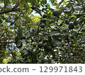 Shikuwasa 129971843