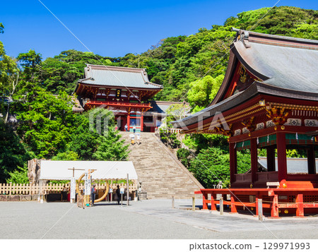 Kamakura Tsurugaoka Hachimangu Shrine and Mai Kamakura Tsurugaoka Hachimangu Shrine and Mai 129971993