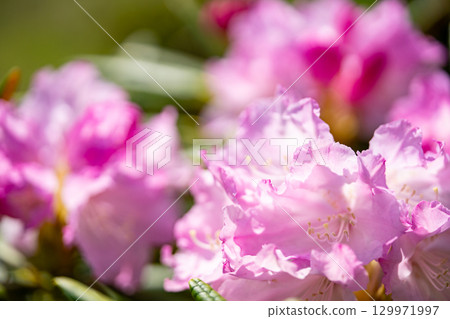 Hakusan Shakunage with flowers 129971997