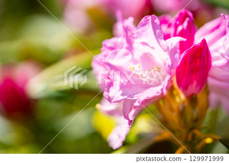 Hakusan Shakunage with flowers 129971999