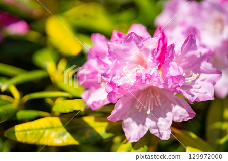 有花的白山燒毛 有花的白山燒毛 129972000