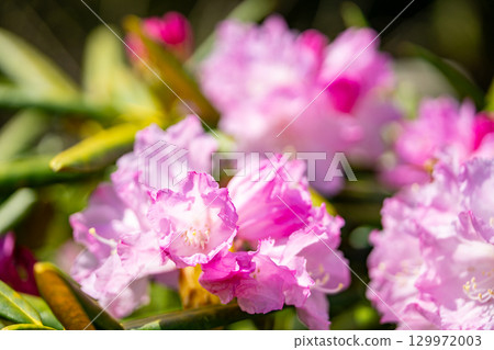 有花的白山燒毛 有花的白山燒毛 129972003