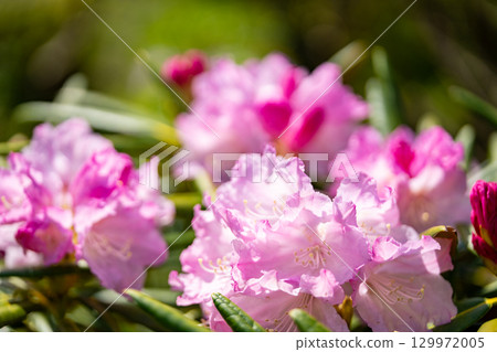 Hakusan Shakunage with flowers Hakusan Shakunage with flowers 129972005