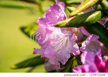 Hakusan Shakunage with flowers 129972006