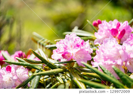 有花的白山燒毛 129972009