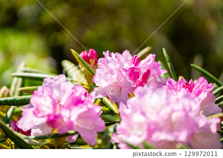 有花的白山燒毛 129972011