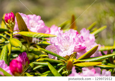 有花的白山燒毛 有花的白山燒毛 129972012