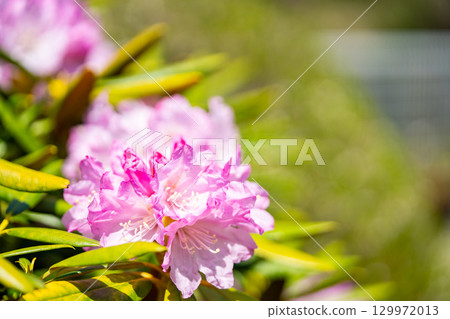 有花的白山燒毛 129972013