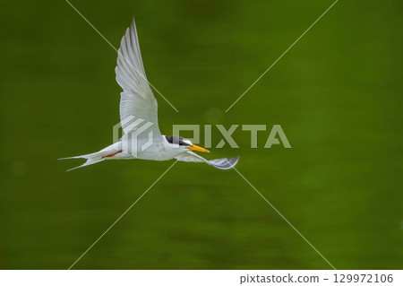 Little tern flying in search of food on the greenback 129972106