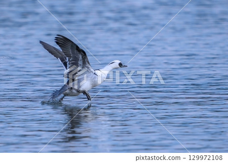 跑在大海表面上的 Smew 男性 跑在大海表面上的 Smew 男性 129972108